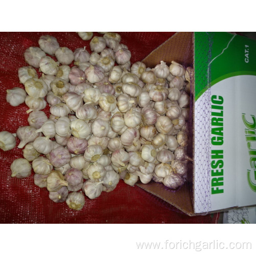 High Quality Normal White Garlic Crop 2019